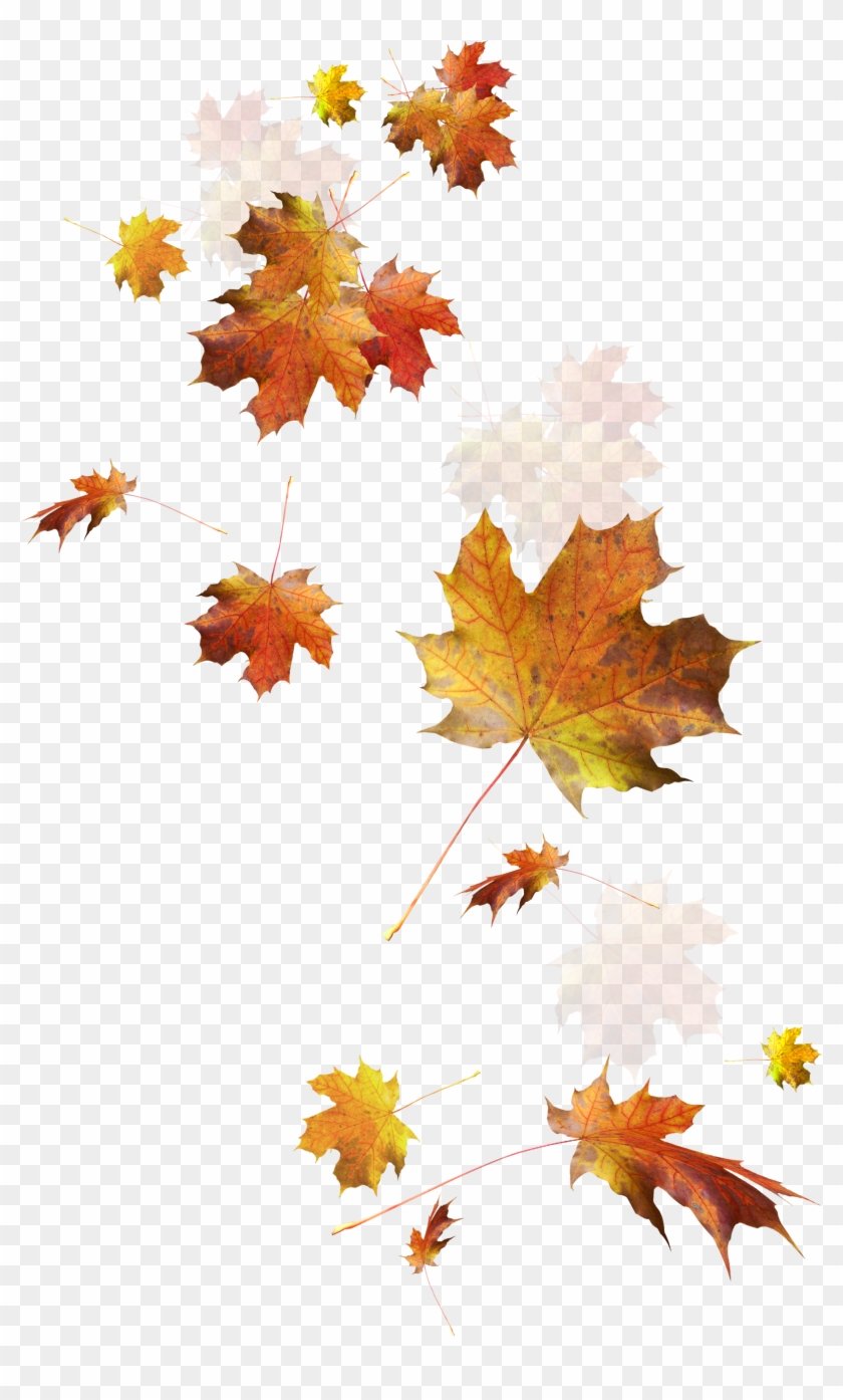 Autumn Color Leaves Leaf Falling Download Hd Png Clipart - Falling Autumn Leaves Png Transparent Png