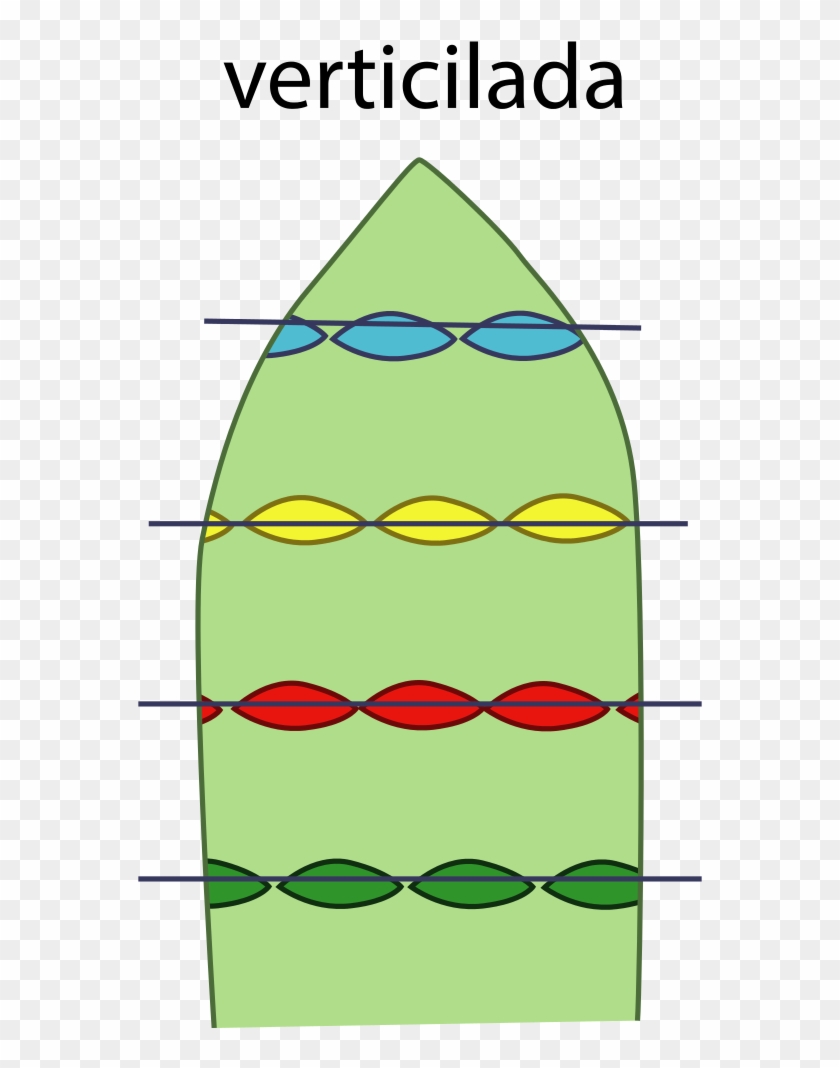 Disposición Verticilada Y Etiqueta - Art Clipart