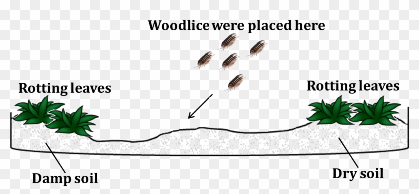 Image Shows Woodlice Are Found Under Pile Ofdamp Rotting - Beetle Clipart #2417290