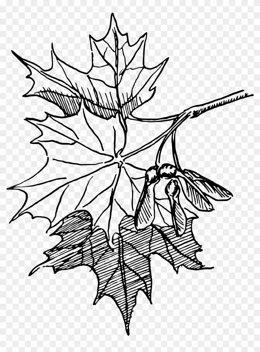 This Free Icons Png Design Of Sugar Maple - Sugar Maple Leaf Drawing Clipart