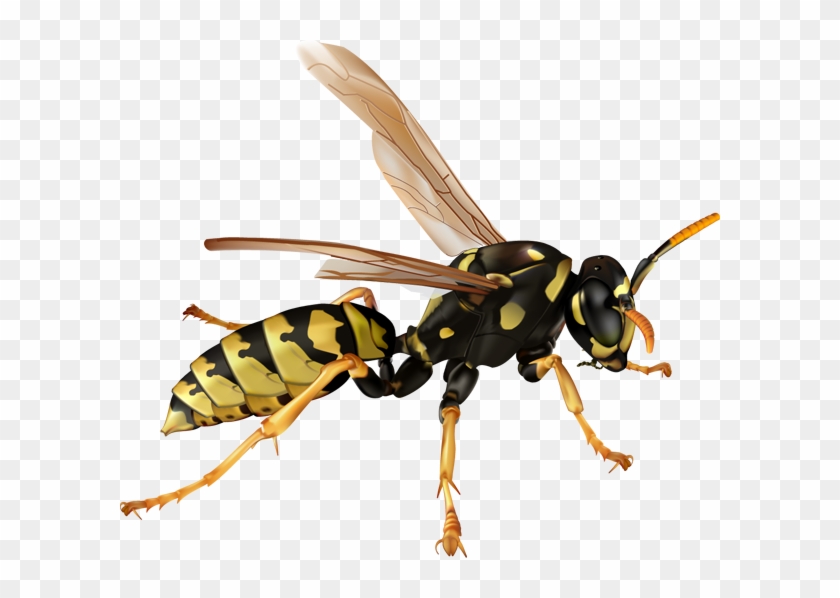 Wasp Png Clipart #2418598