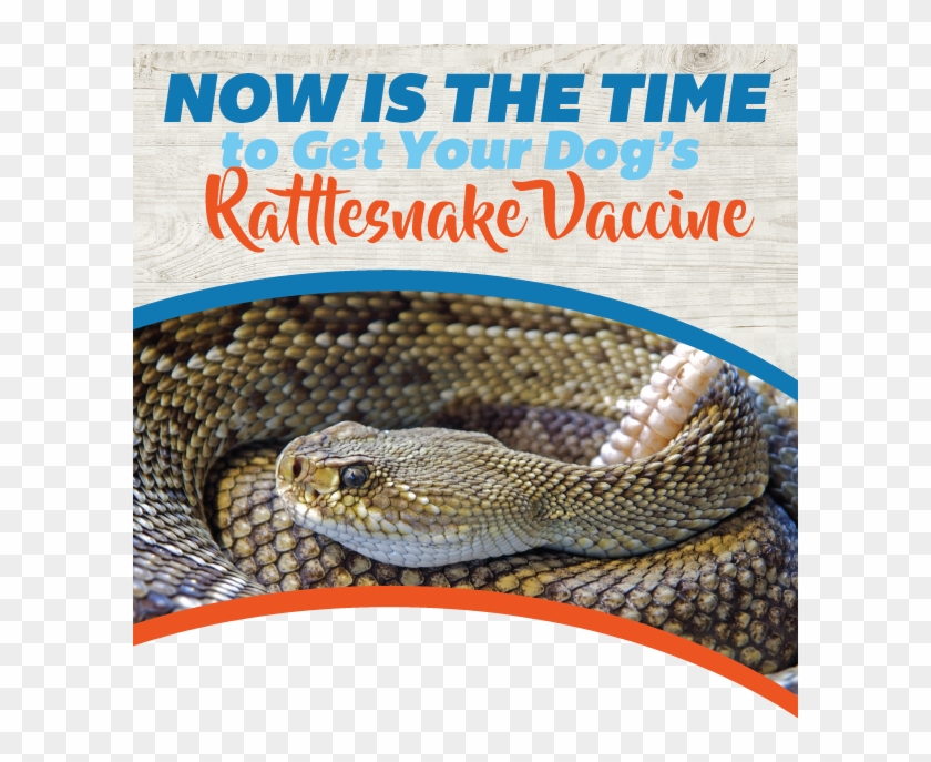 Get Your Dog's Rattlesnake Vaccine - Rattlesnake Bite Clipart