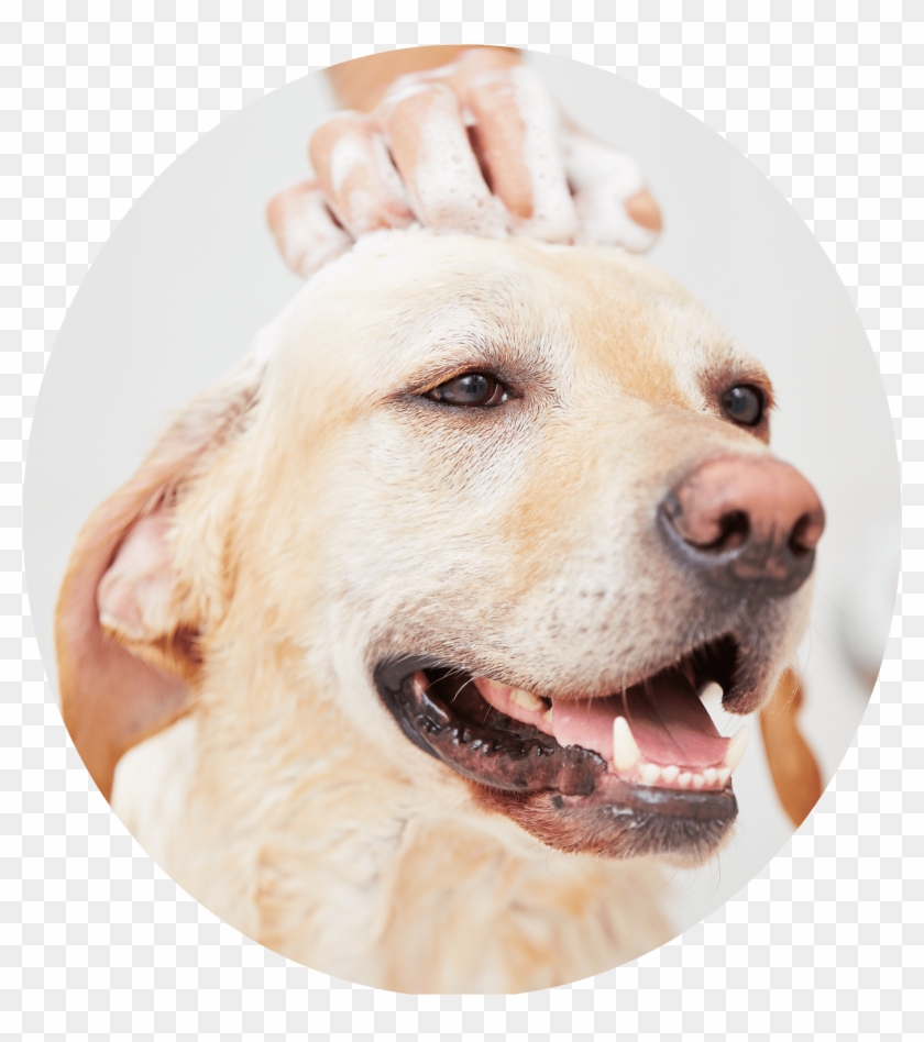 Dog Bath 20 Jul 2017 - Shampoo Dog Hair Clipart #2418843