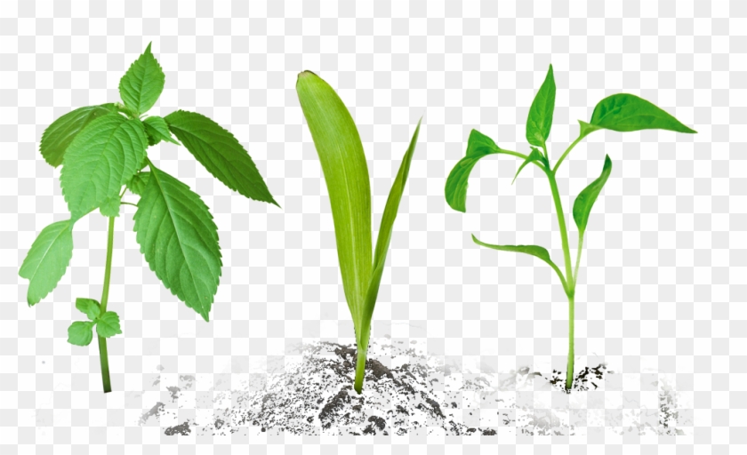 Clip Art Images - Small Plant - Png Download #2419335
