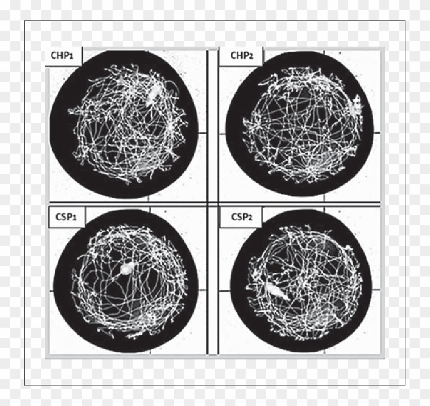 Representative Motion Plots Of Mice Within The Open - Circle Clipart #2420851