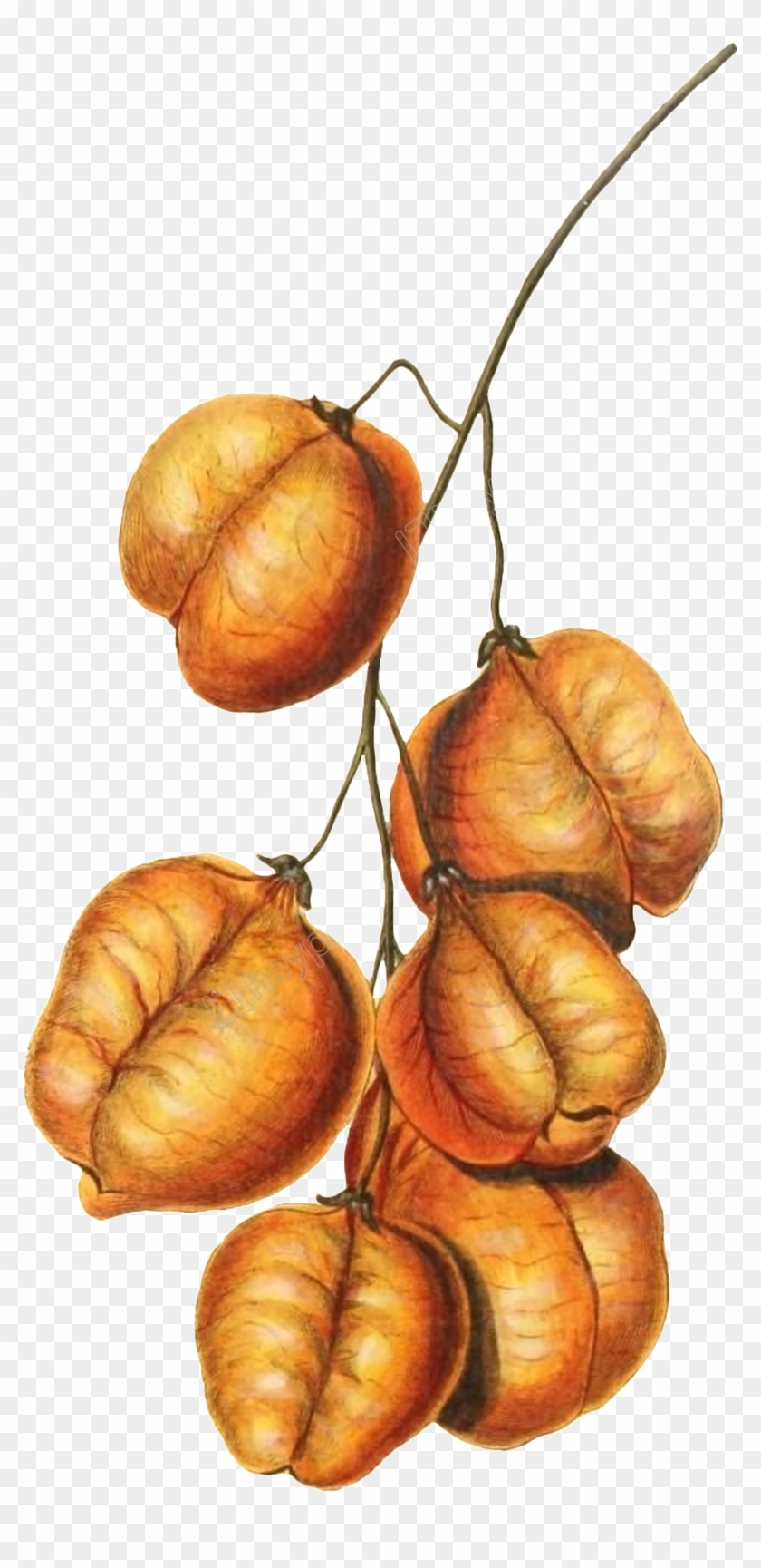 1024 X 1943 3 0 - Illustration Clipart