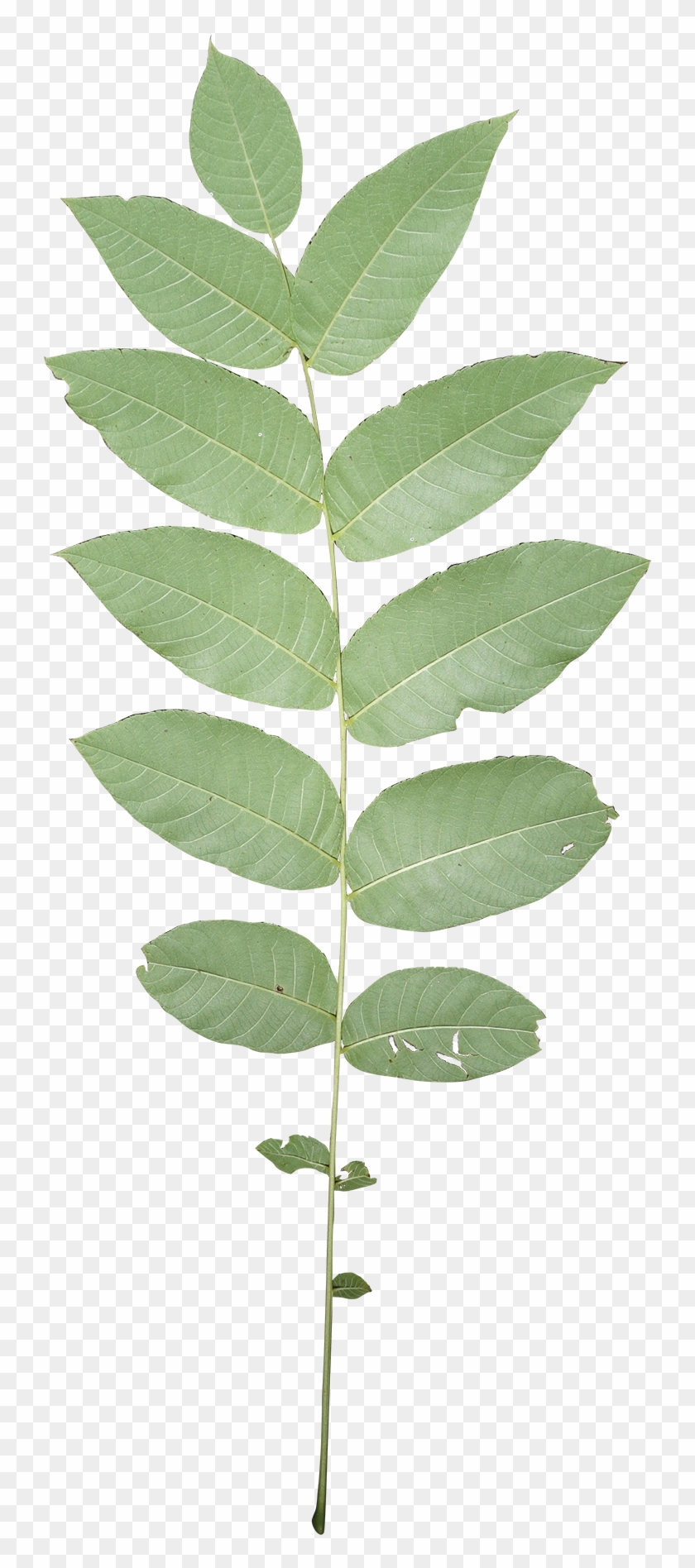 Compound - Ulmus Alata Clipart #2421230