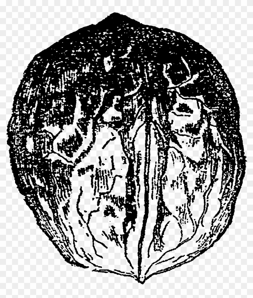 Walnut Image - Sketch Clipart