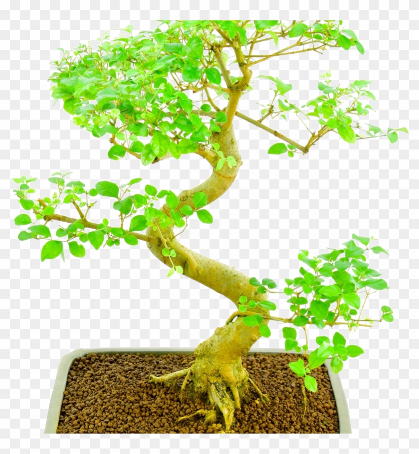 Carmona Bonsai - Sageretia Theezans Clipart #2422140