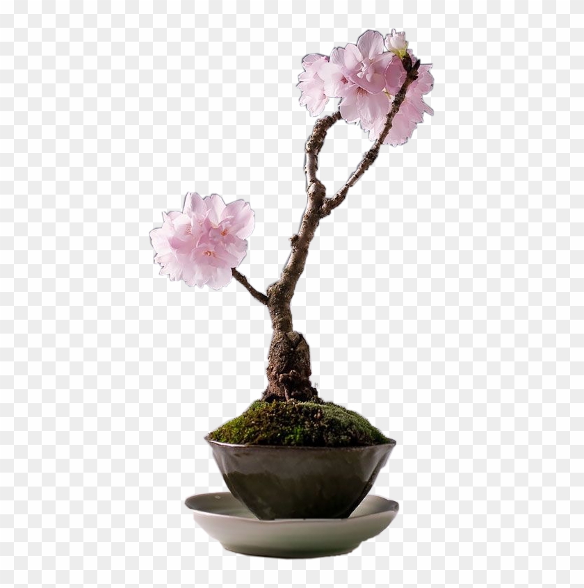 Bonsai Tree - Bonsai Clipart #2422252