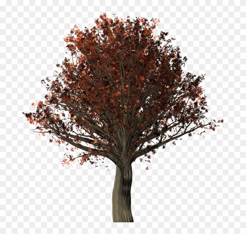 Tree, Oak, Oak Tree, Quercus, Fall Leaves, Fall Colors - Arbre Svg Clipart