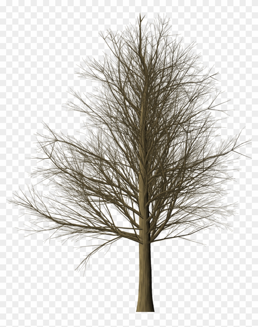 Tree Branches Leafless Isolated Png Image - Albero Senza Foglie Png Clipart