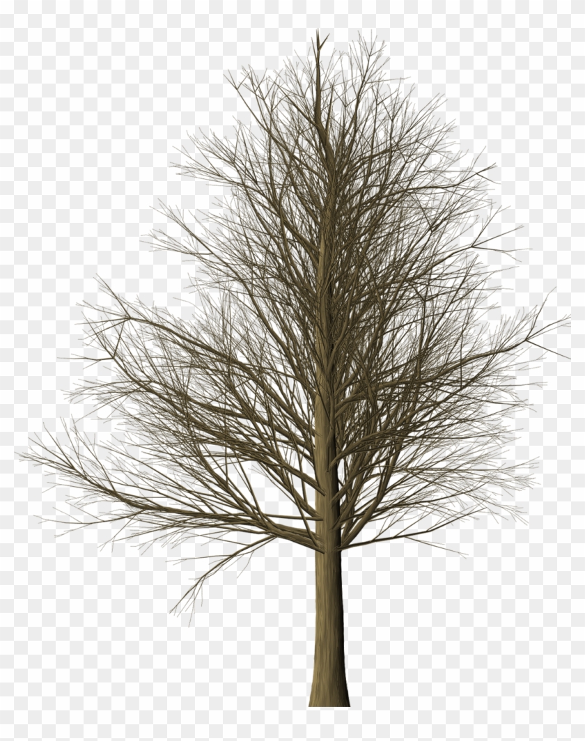 Tree Branches Leafless Isolated Png Image - Albero Senza Foglie Png Clipart #2423884
