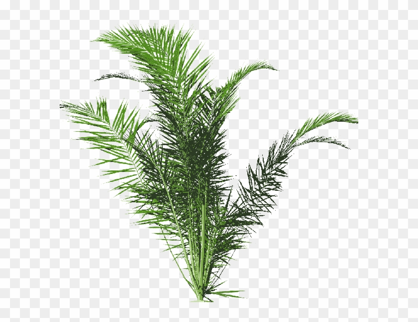 Photo 600px Dypsis01 1 1 1 - Portable Network Graphics Clipart #2424183