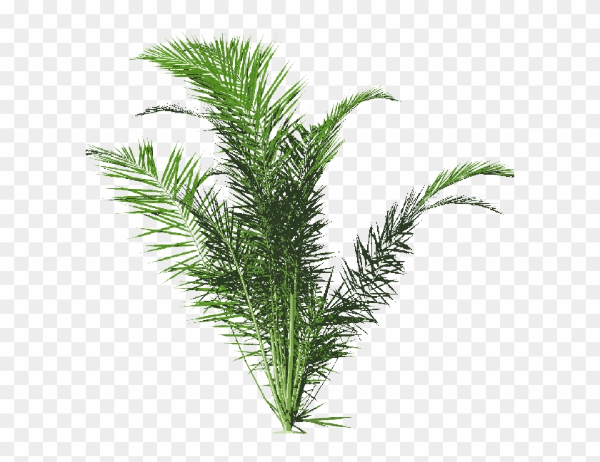 Photo 600px Dypsis01 1 1 1 - Portable Network Graphics Clipart