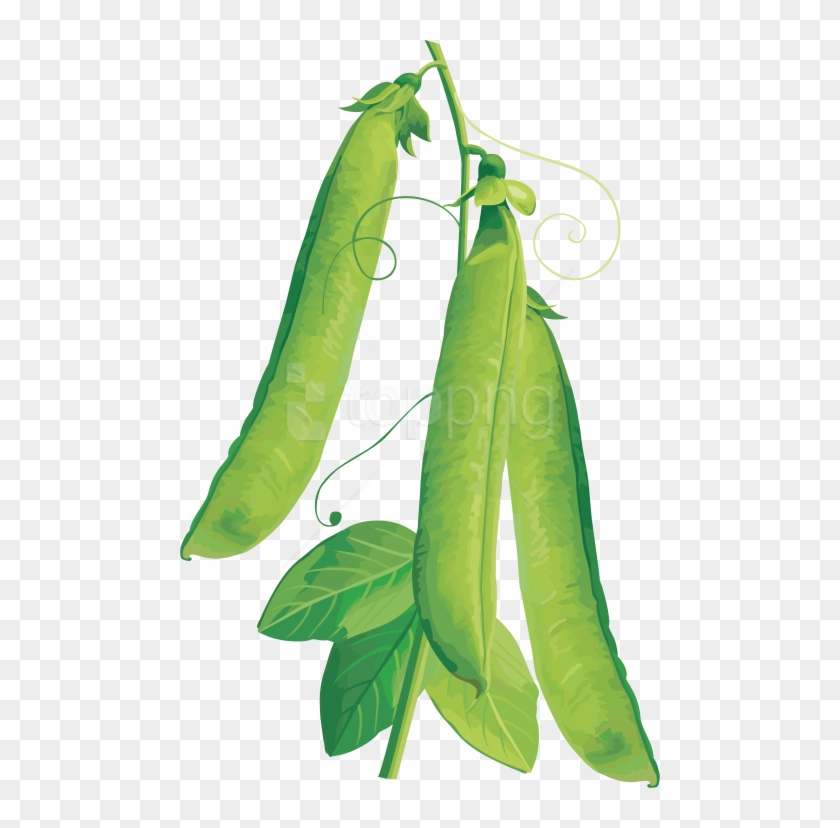 Free Png Pea Png Images Transparent - Vegetables Vector Clipart #2425874