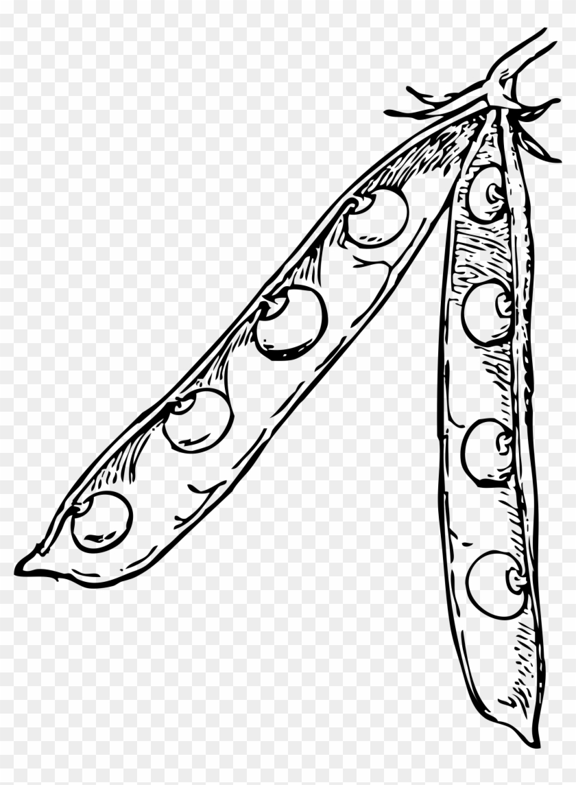 Svg Library Download Pea Pod Big Image Png - Soybeans Black And White Clipart