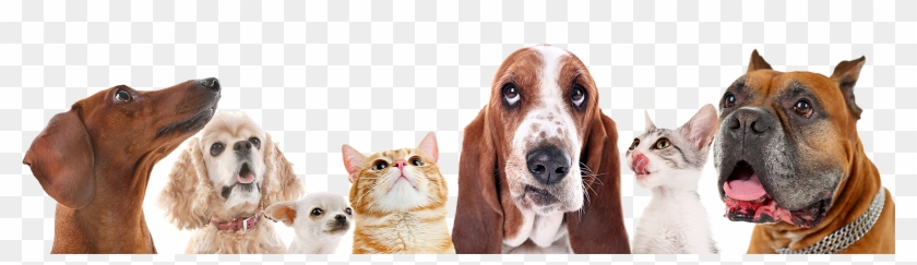 108 - - Pets On A White Background Clipart #2426506