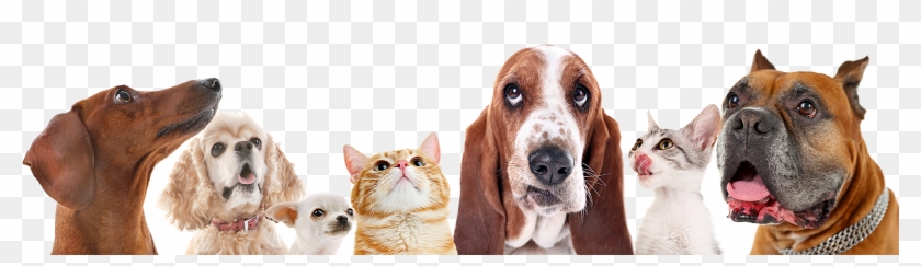 108 - - Pets On A White Background Clipart