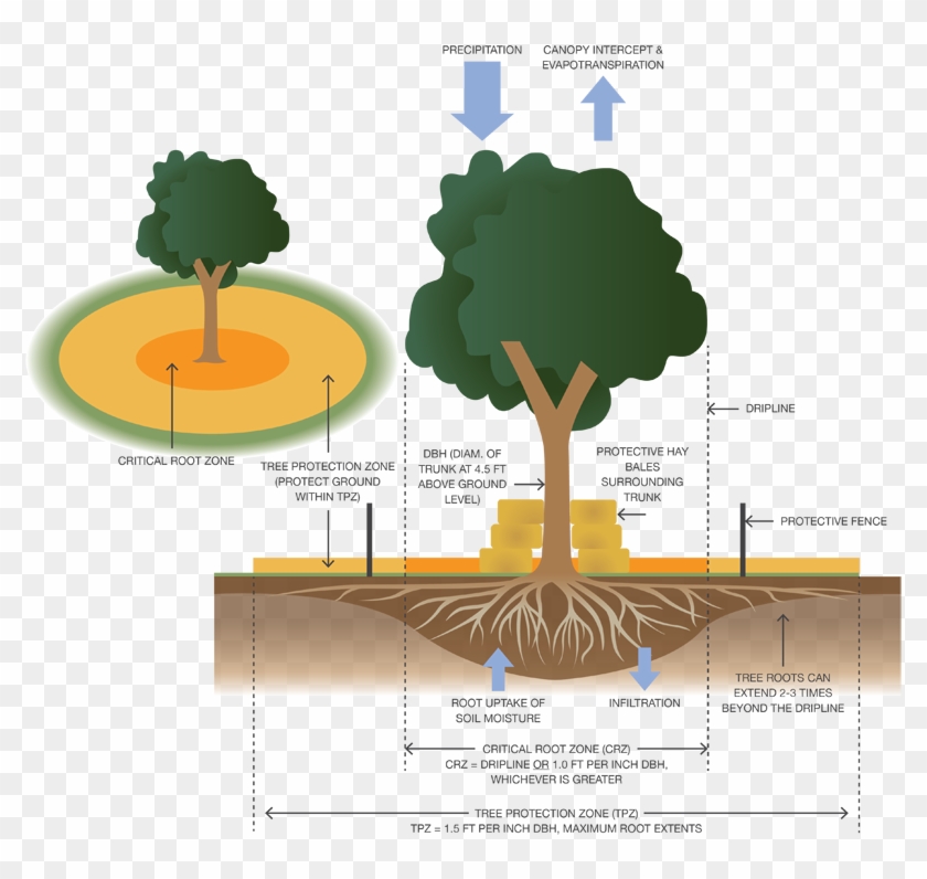 How To Protect Native Trees During Construction - Protection Of Trees During Construction Clipart #2426549