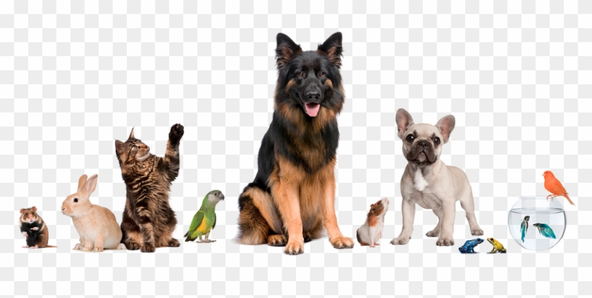 Pet Rules - Pets Together Clipart #2426550