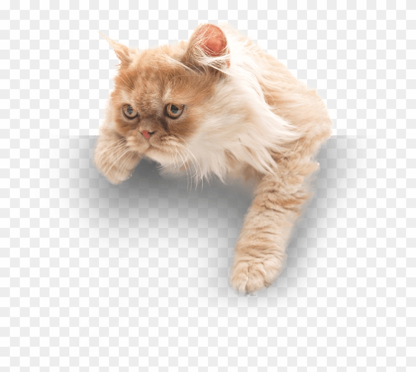 Eagle Rock - Kitten Clipart #2426794