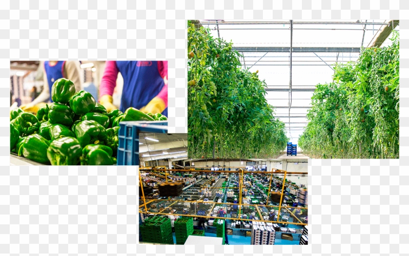 Imágenes Escobi Comercializadora De Frutas Y Verduras - Greenhouse Clipart #2428916