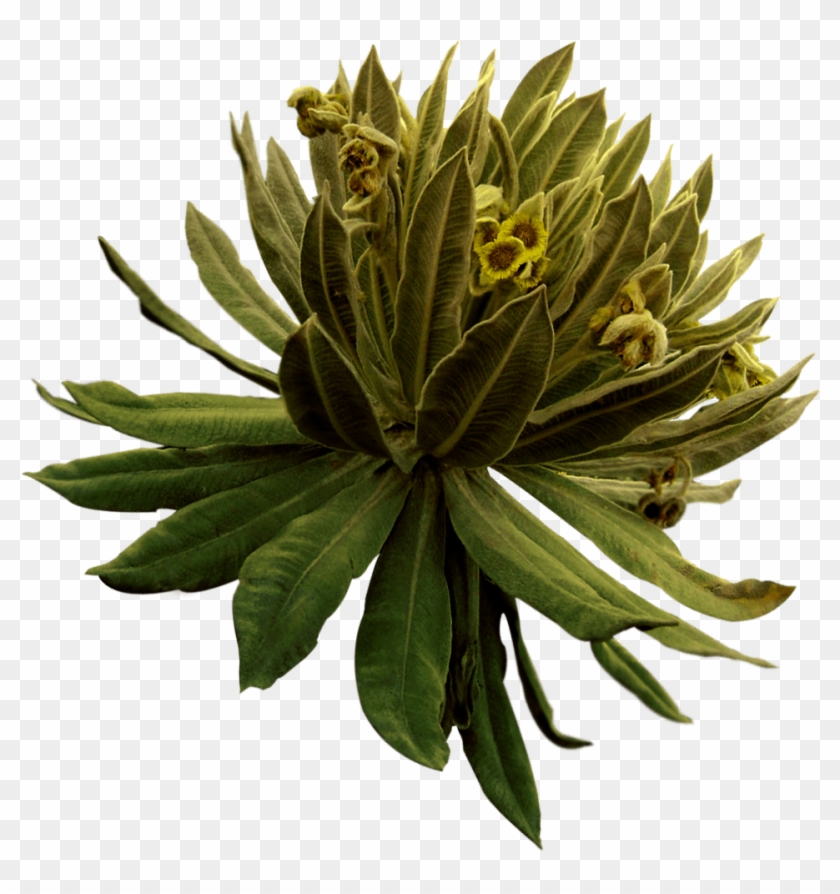Water Reserves - Protea Clipart