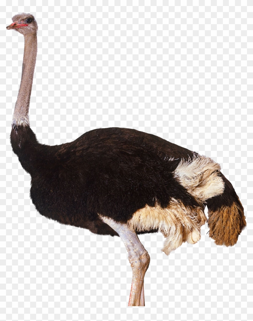 Download Animals Ostrich Png Transparent Images Transparent - Ostrich Png Clipart