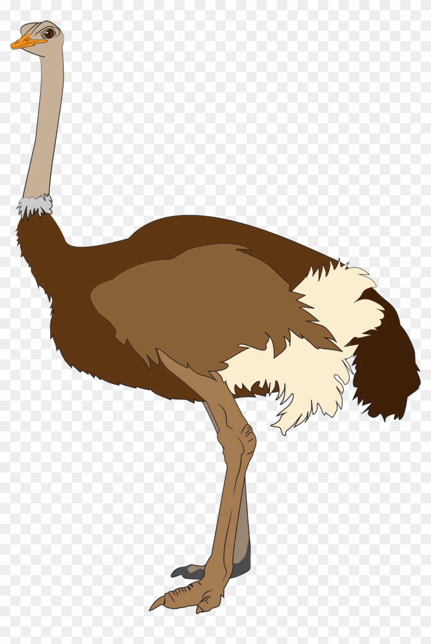 Download Animals Ostrich Png Transparent Images Transparent - Clipart Images Of Ostrich #2433856