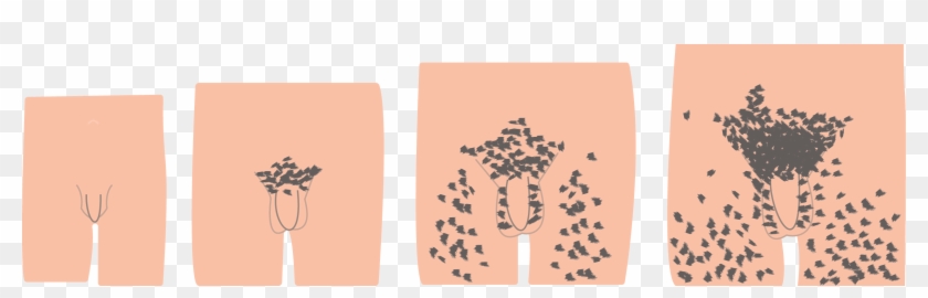 Hair Png For Free Download On - Male Pubic Hair Growth Clipart