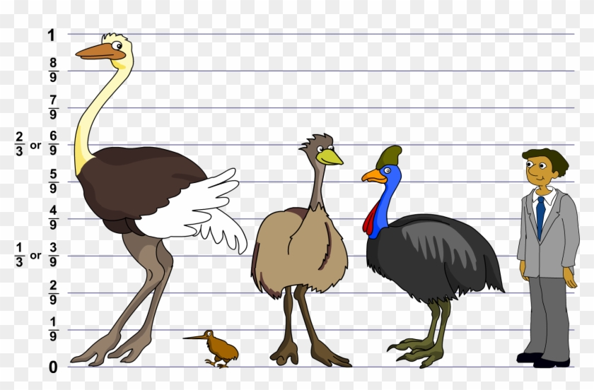 The Ostrich Is The Tallest Bird In The World, Whereas - Turkey Clipart #2434425