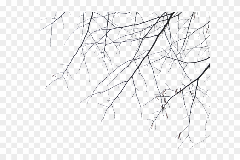 Tree-016 - Branches Clipart