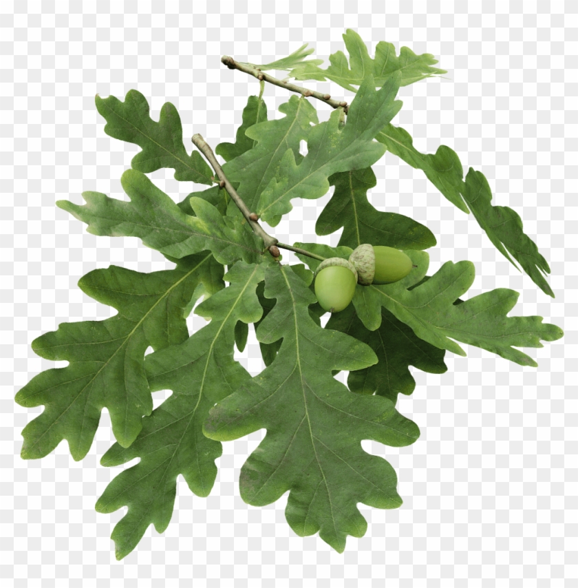 The Grove 3d - Swamp White Oak Twig Alpha Clipart #2434767