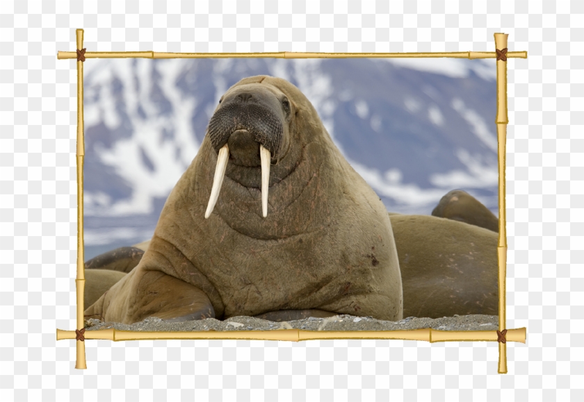 Download Walrus Icon - Walrus In Spanish Clipart #2435065