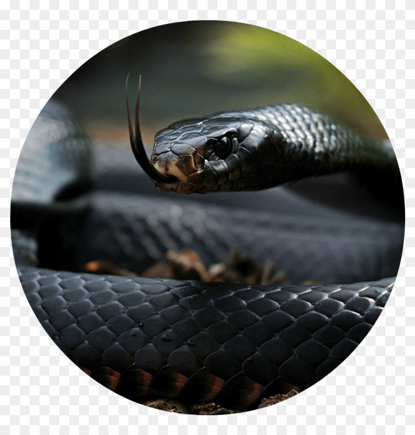 Black Cobra Image Hd Clipart #2435399