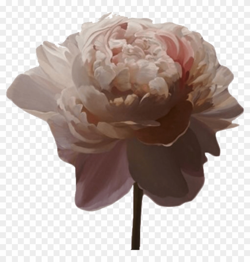 Overlays Tumblr Flower Art - Aesthetic Brown Png Clipart