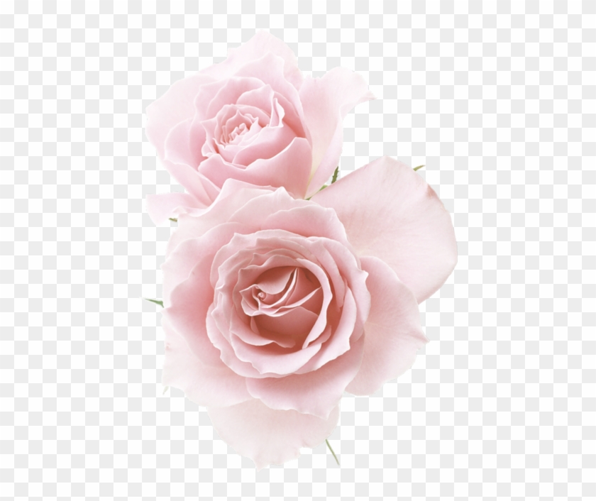 Rose☆ Red Flowers, Pink Roses, Flower Png Images, Pastel - Light Pink Flowers Png Clipart #2435457