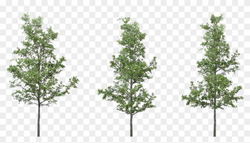 [ Img] - Transparent Background Png Tree Clipart #2436724