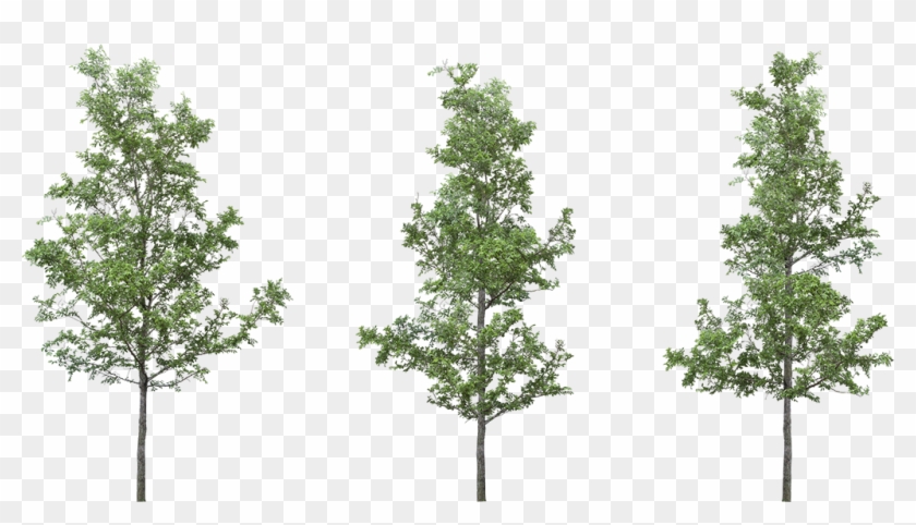 [ Img] - Transparent Background Png Tree Clipart