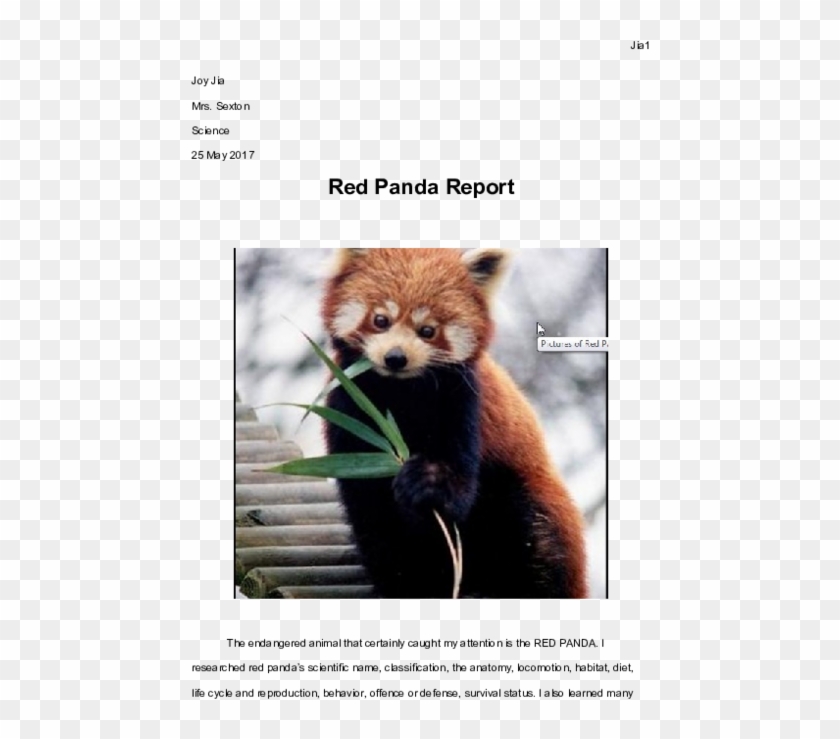 Docx - Physical Characteristics Of Red Panda Clipart