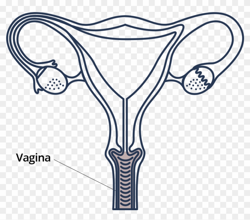 Located Right Below Your Urethral Opening, The Vagina - Drawing Clipart