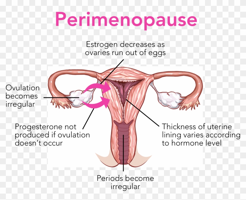 Perimenopause May Last From Few Months To 8-10 Years - Vagina Diagram Not Labelled Clipart #2439735
