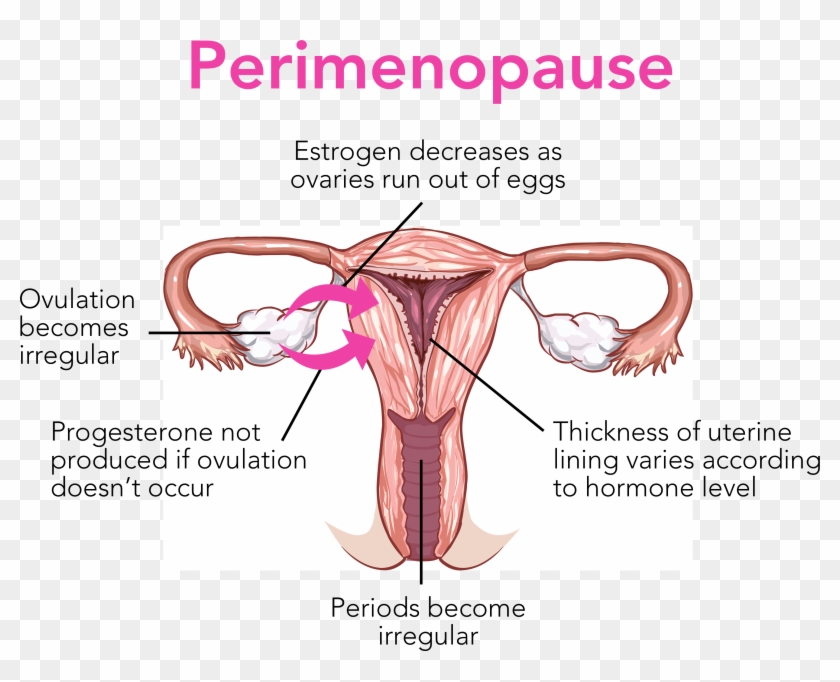 Perimenopause May Last From Few Months To 8-10 Years - Vagina Diagram Not Labelled Clipart