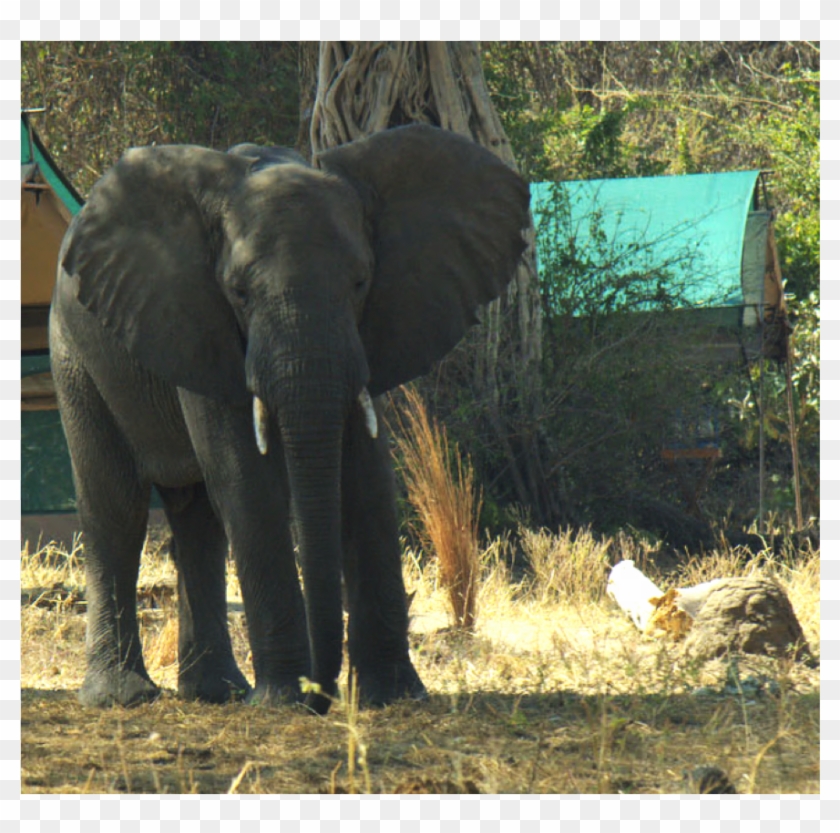 Elephant - Indian Elephant Clipart #2443265