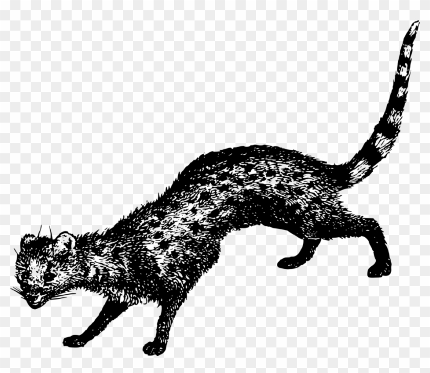 Vector Cats Wild Cat - Civet Clipart