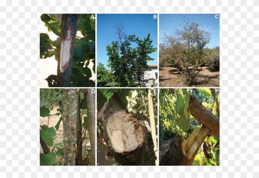 Characteristic Symptoms Of Cytospora Canker Observed - Cytospora Canker Hazelnut Clipart #2446051