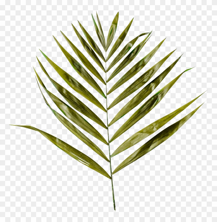 Is Your Skin Aging Faster Than It Needs To - Palm Branch Clipart #2446763