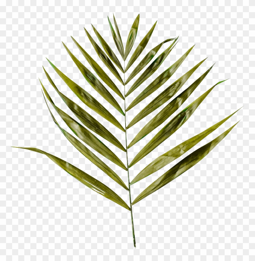 Is Your Skin Aging Faster Than It Needs To - Palm Branch Clipart