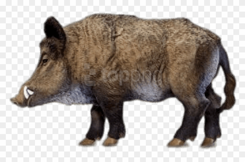 Free Png Download Wild Boar Miniature Png Images Background - Animals Safari Ltd Clipart #2447168